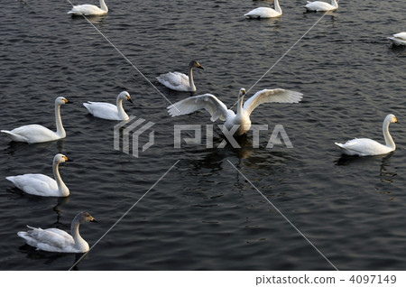 Swan Swan 4097149