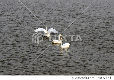 Swan 4097151