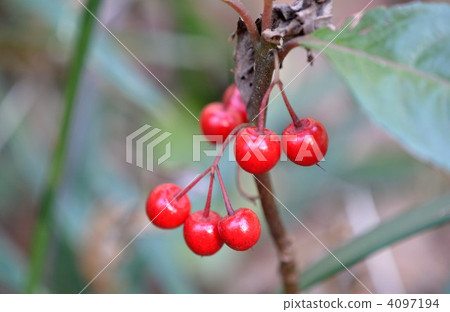 Yabu Koji Yabu Koji 4097194