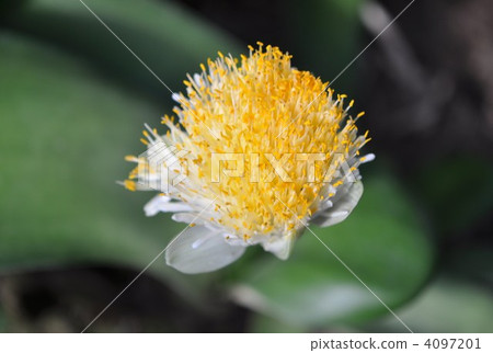 Mayu Hakeomoto Mayu Hakeomoto 4097201