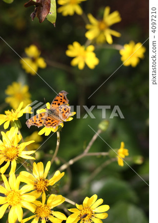 [北喜和筑波] 4097210