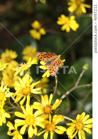 [北喜和筑波] 4097211