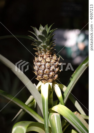 【菠蘿】 4097213