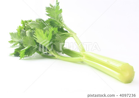 芹菜 4097236