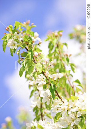 Blooming apple tree branches Blooming apple tree branches 4100906