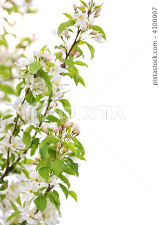 Blooming apple tree branch 4100907