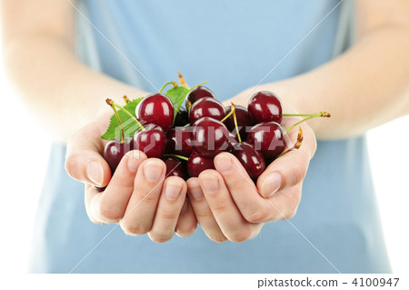 Hands holding bunch of cherries Hands holding bunch of cherries 4100947
