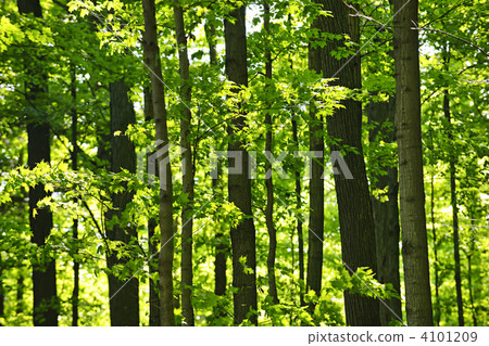 Green spring forest 4101209