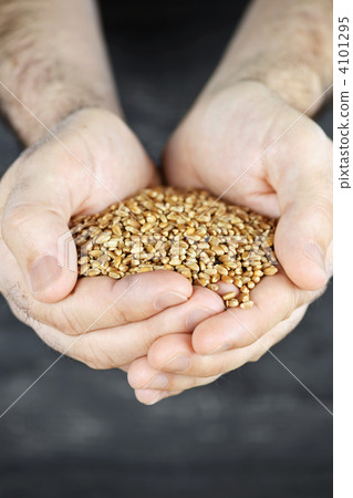 Hands holding grain Hands holding grain 4101295