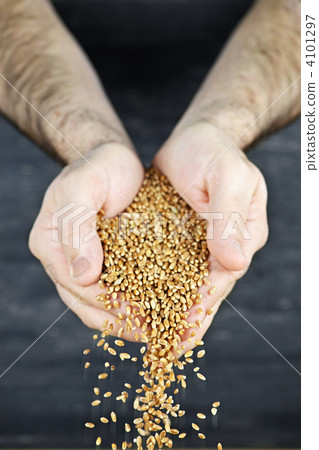 Hands pouring grain Hands pouring grain 4101297