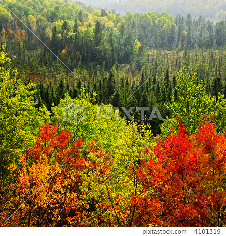 Fall forest rain storm Fall forest rain storm 4101319