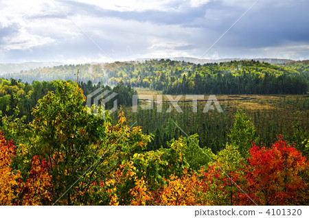Fall forest rain storm Fall forest rain storm 4101320