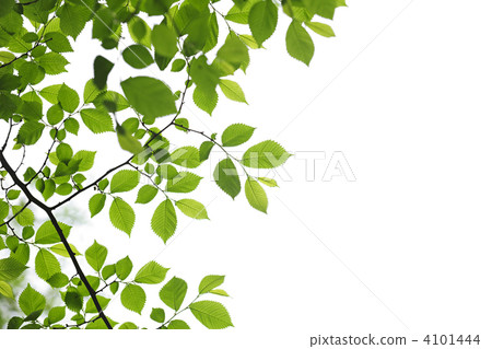 Green spring leaves on white background Green spring leaves on white background 4101444