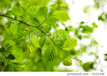 圖庫照片: green spring leaves