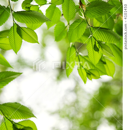 Green spring leaves 4101450