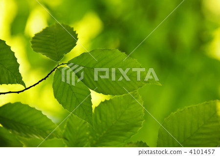 Green spring leaves 4101457
