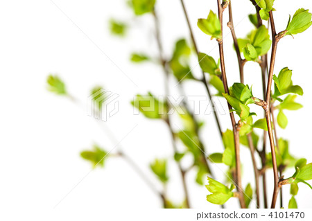 有機 成長 關閉 4101470