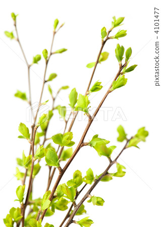 Branches with green spring leaves Branches with green spring leaves 4101477