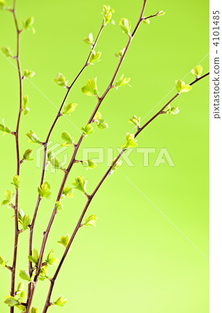 Branches with green spring leaves Branches with green spring leaves 4101485