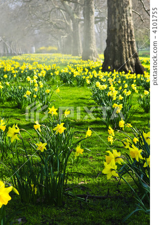 Daffodils in St. James's Park 4101755