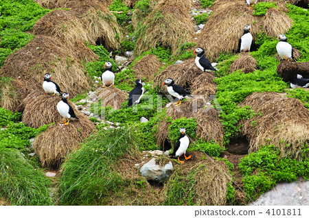 Puffins nesting in Newfoundland Puffins nesting in Newfoundland 4101811