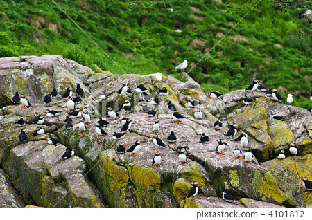 Puffins on rocks in Newfoundland Puffins on rocks in Newfoundland 4101812