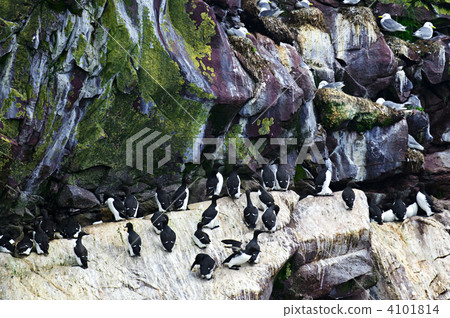Birds at Cape St. Mary's Ecological Bird Sanctuary in Newfoundland 4101814