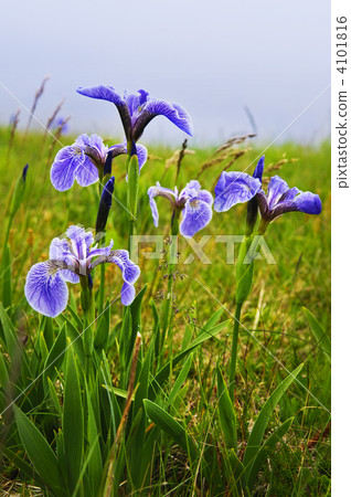 Blue flag iris flowers Blue flag iris flowers 4101816