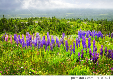 Purple and pink garden lupin flowers Purple and pink garden lupin flowers 4101821