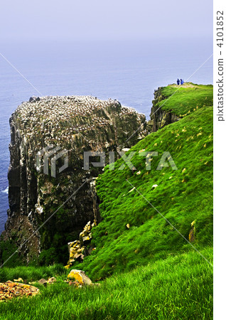 Clilffs at Cape St. Mary's Ecological Bird Sanctuary 4101852