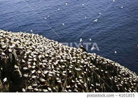 Gannets at Cape St. Mary's Ecological Bird Sanctuary 4101855