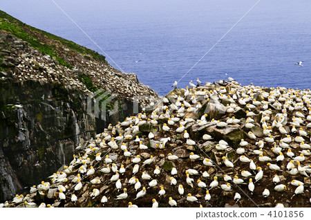 Gannets at Cape St. Mary's Ecological Bird Sanctuary Gannets at Cape St. Mary's Ecological Bird Sanctuary 4101856