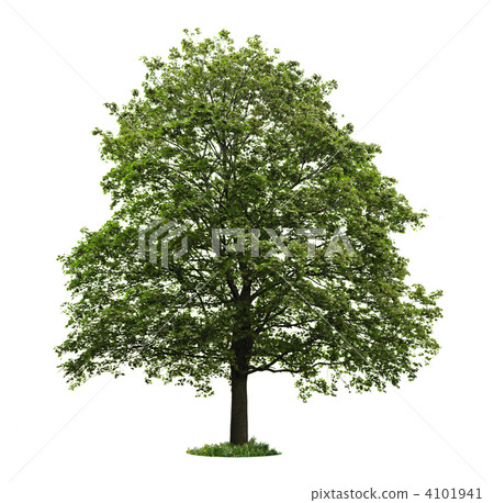 Isolated mature maple tree 4101941