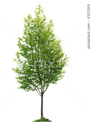 Isolated young tree Isolated young tree 4101943