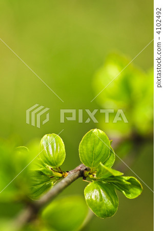 Green spring leaves Green spring leaves 4102492