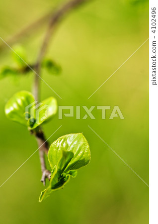 Green spring leaves 4102496