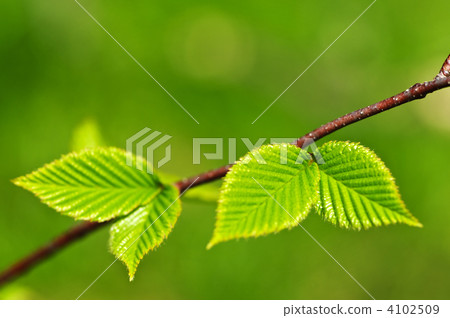 Green spring leaves Green spring leaves 4102509