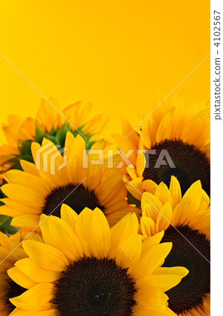 Sunflowers 4102567