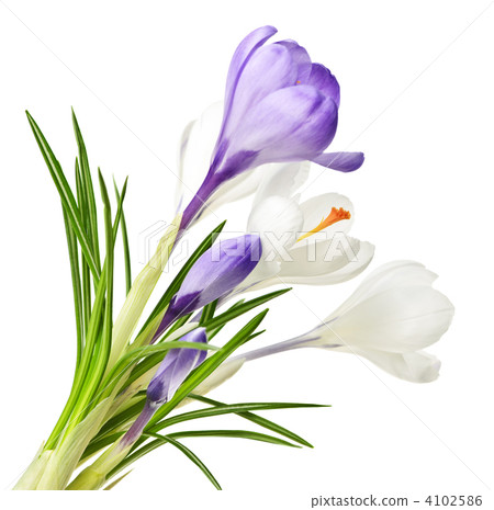 Spring crocus flowers Spring crocus flowers 4102586