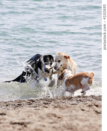 Three dogs playing on beach Three dogs playing on beach 4102695