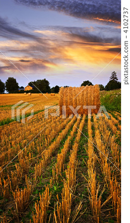 Golden sunset over farm field 4102737