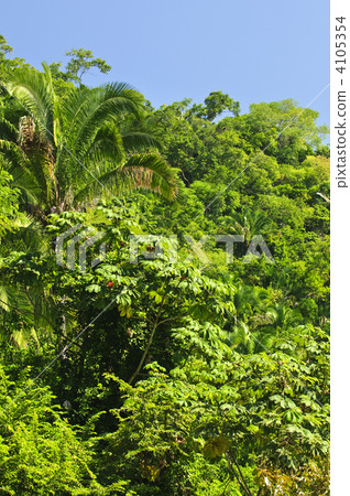 Tropical jungle background 4105354