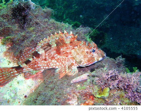 石九公 鹹水魚 海水魚 4105555
