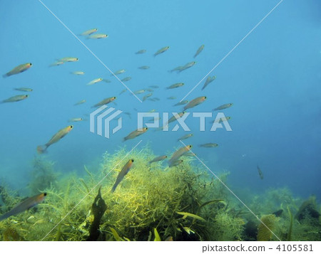 魚群 小組 團隊 4105581