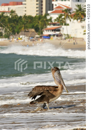 Pelican on beach in Mexico Pelican on beach in Mexico 4105610