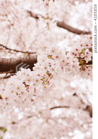 Yoshino cherry tree Yoshino cherry tree 4105859