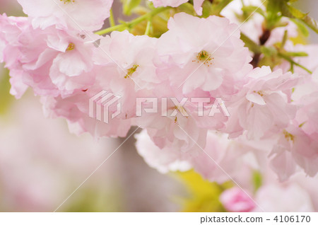 Double cherry blossoms (Fukuroku) 4106170