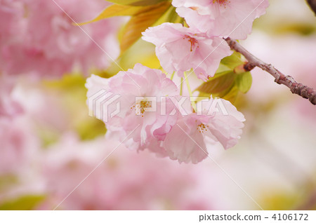 Double cherry blossoms (Fukuroku) 4106172