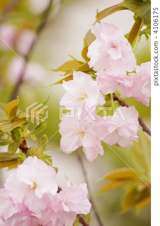 雙櫻花(Fukuroku) 雙櫻花(Fukuroku) 4106175