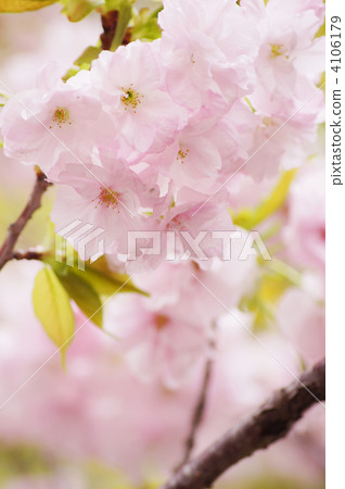 Double cherry blossoms (Fukuroku) 4106179